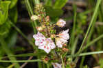 Hairy laurel <BR>Hairy wicky